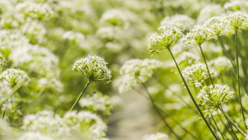 Hình nền hoa đẹp cánh đồng hướng dương