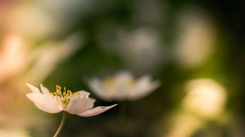 Hình nền hoa đẹp giọt sương trên cánh hoa