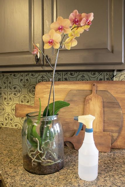 Hình nền hoa lan màu tím rực rỡ