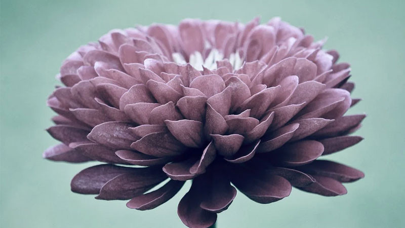 Hình nền hoa lavender tím ngát