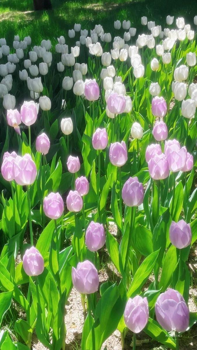 Hình nền hoa tulip cam thể hiện sự nhiệt huyết và đam mê