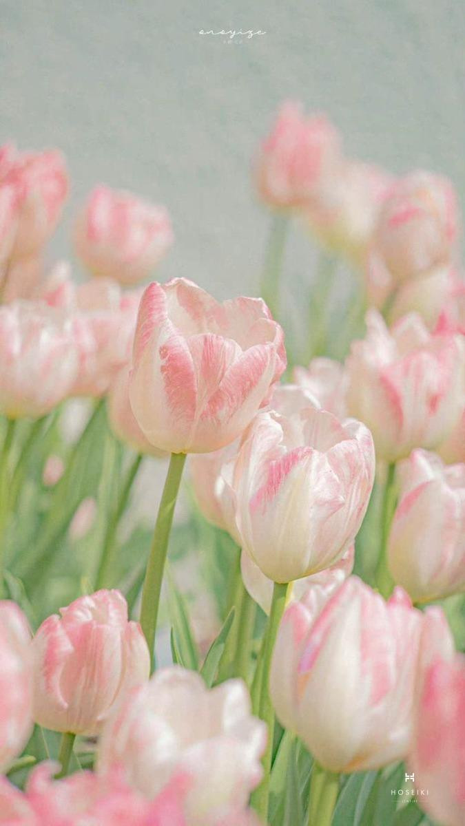 Hình nền hoa tulip đỏ tượng trưng cho tình yêu và đam mê