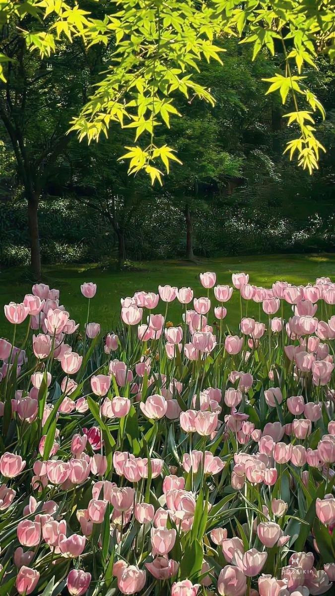 Hình nền hoa tulip mang đến không gian ấm áp và gần gũi