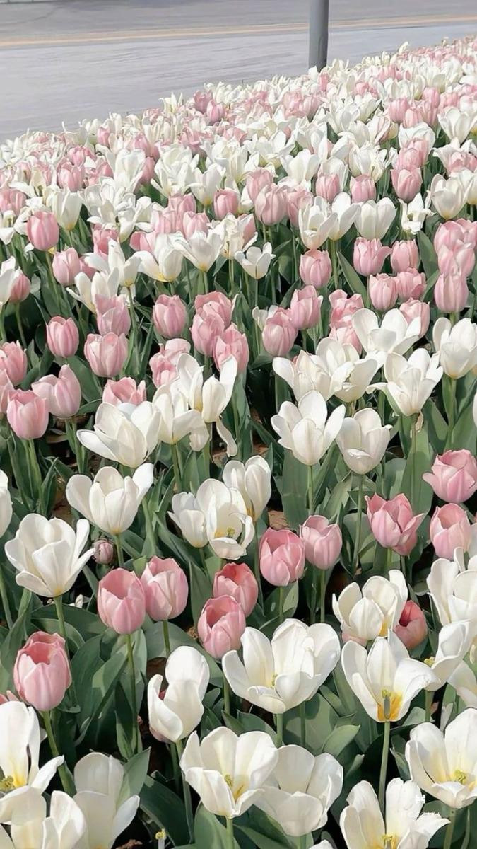 Hình nền hoa tulip mang đến không gian yên tĩnh và thanh tịnh