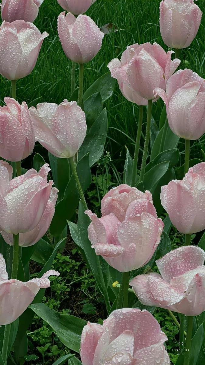 Hình nền hoa tulip mang đến sự tươi mới cho không gian số