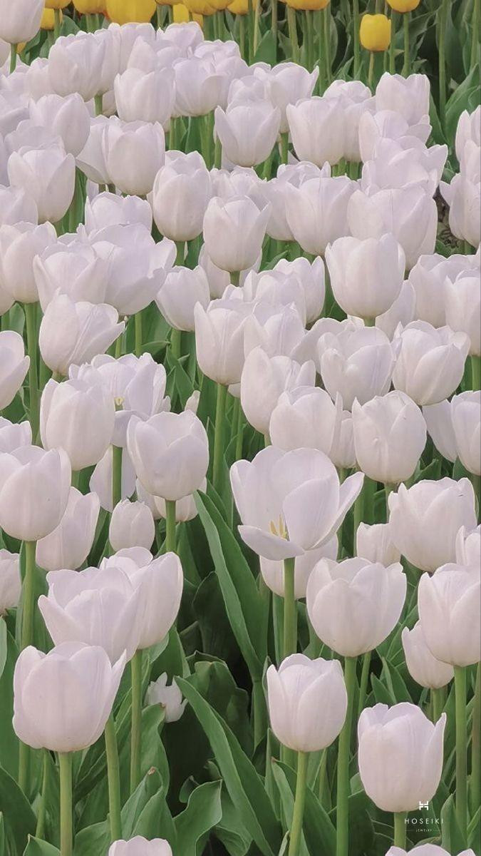 Hình nền hoa tulip mang đến vẻ đẹp sang trọng và quý phái