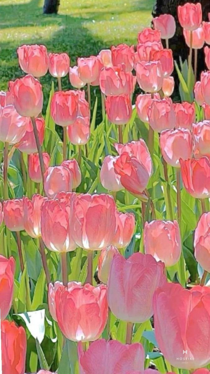 Hình nền hoa tulip món quà ý nghĩa từ thiên nhiên ban tặng