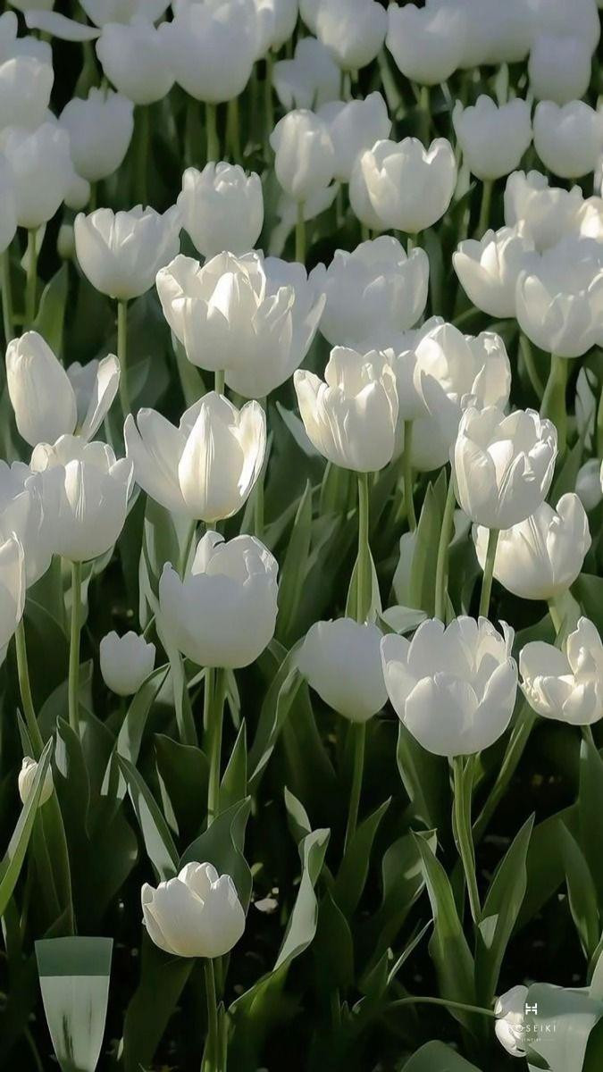 Hình nền hoa tulip nhiều màu sắc mang đến sự tươi vui và rạng rỡ
