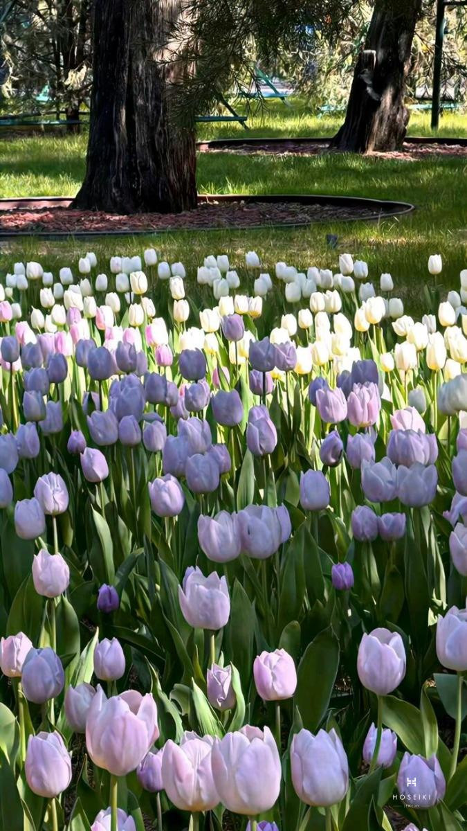 Hình nền hoa tulip thể hiện sự trân trọng và biết ơn