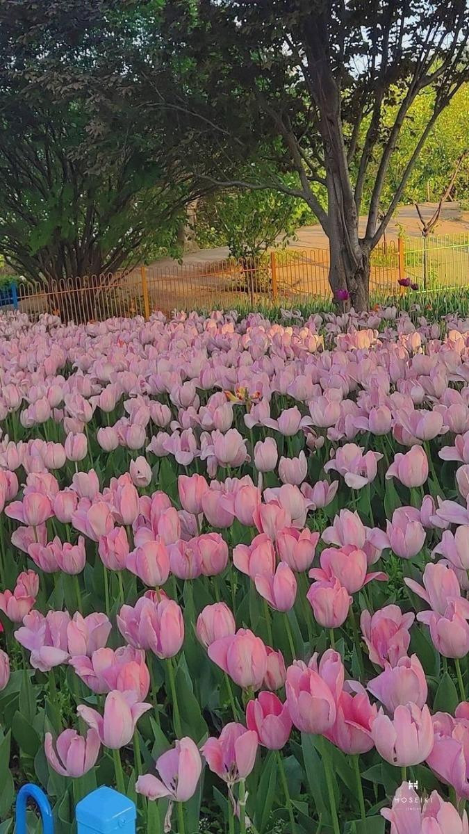 Hình nền hoa tulip thể hiện sự trẻ trung và năng động