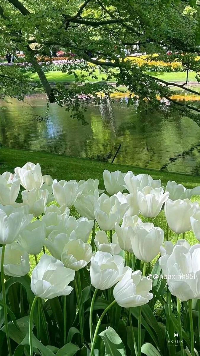 Hình nền hoa tulip trắng thể hiện sự thuần khiết và thanh lịch