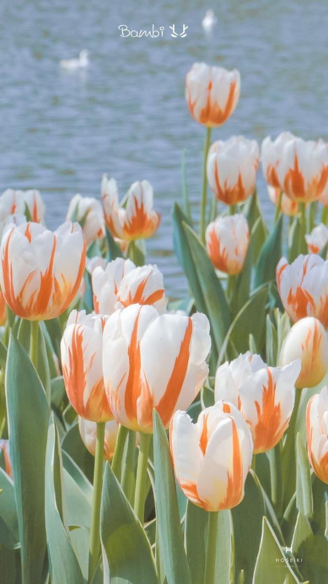 Hình nền hoa tulip vàng mang đến niềm vui và sự lạc quan