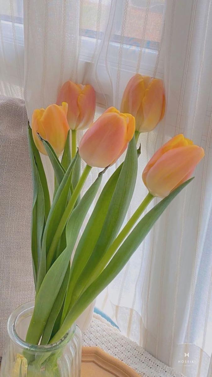 Hình nền hoa tulip xanh mang đến sự bình yên và hy vọng