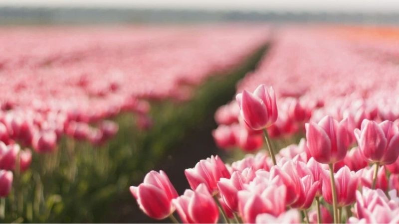 Hình nền hồng về hoa Tulip khoe sắc