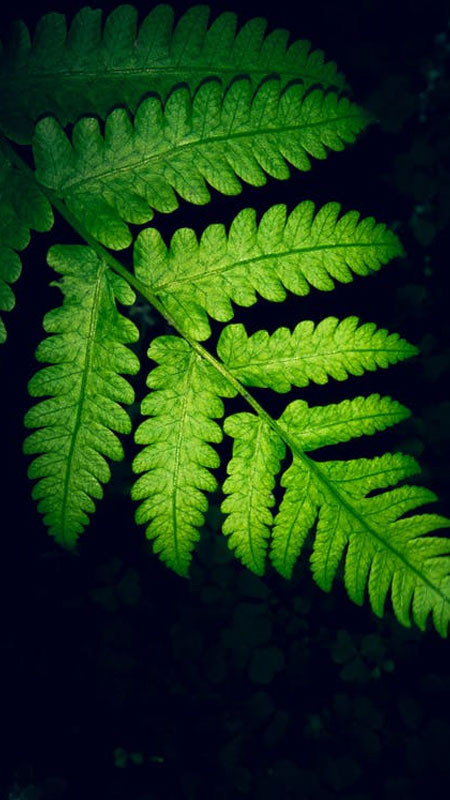 Hình nền iPhone cảnh hoàng hôn trên biển