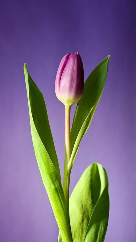 Hình nền iPhone nghệ thuật số