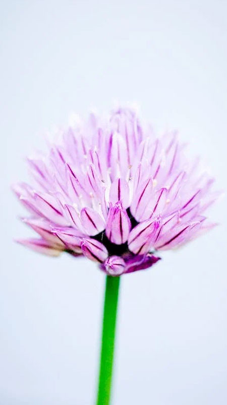 Hình nền iPhone phong cảnh núi đồi