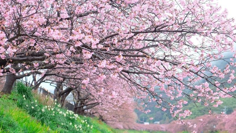 Hình nền màu hồng về hoa anh đào nở rộ