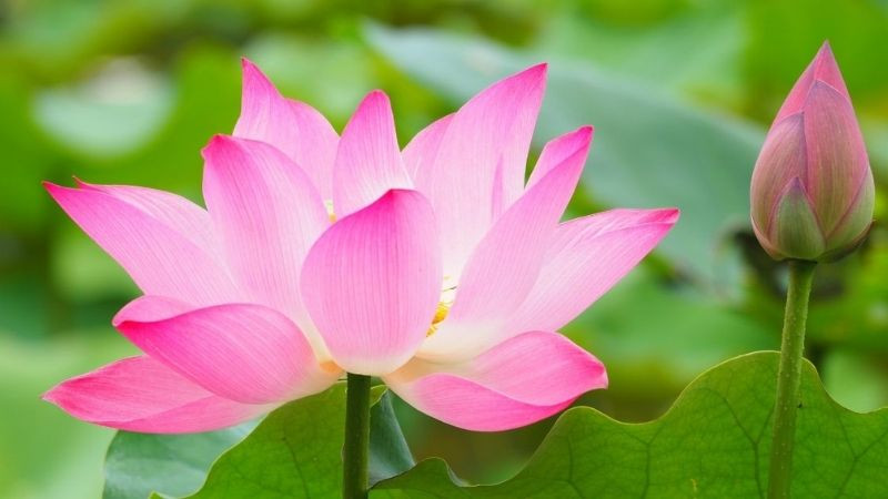 Hình nền màu hồng về hoa sen thanh thoát