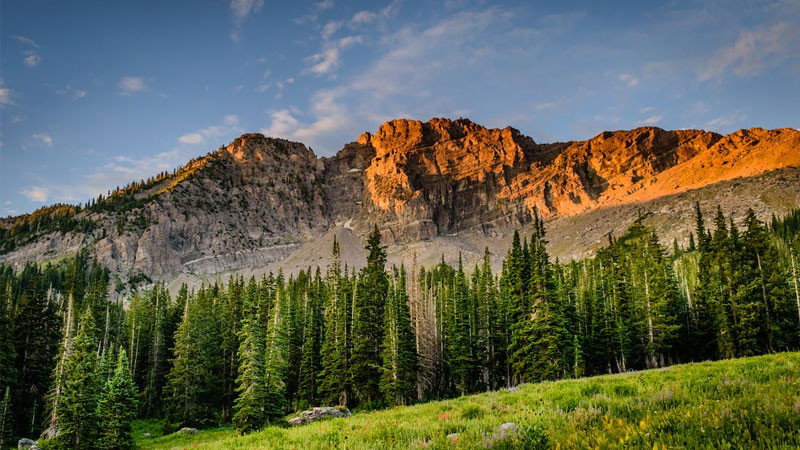 Hình nền máy tính phong cảnh đồng cỏ xanh mướt