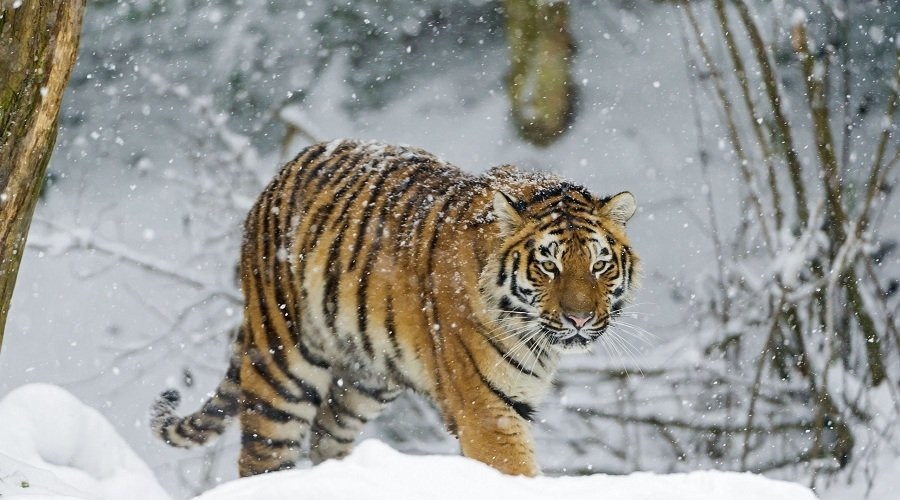 Hổ trắng bước đi trong tuyết, ảnh động vật hoang dã đẹp