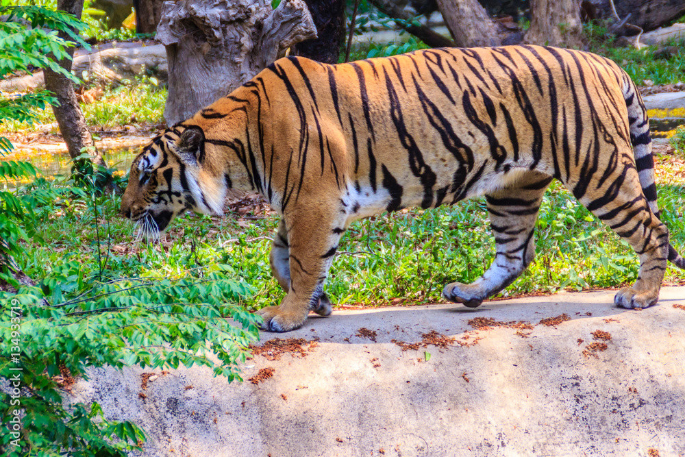 Hổ vằn đang di chuyển trong rừng để tìm kiếm thức ăn