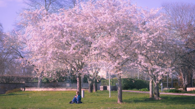 Hoa anh đào nở rộ tạo nên khung cảnh lãng mạn và thơ mộng