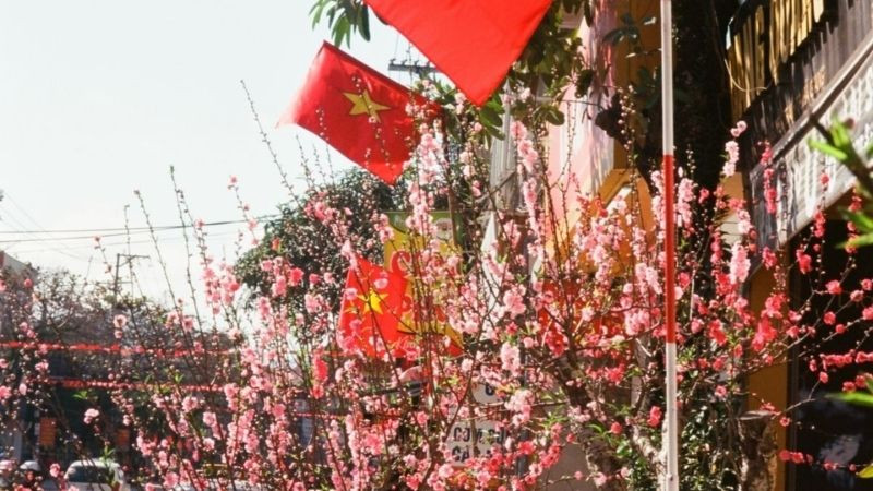 Hoa đào nở rộ khi Tết đến