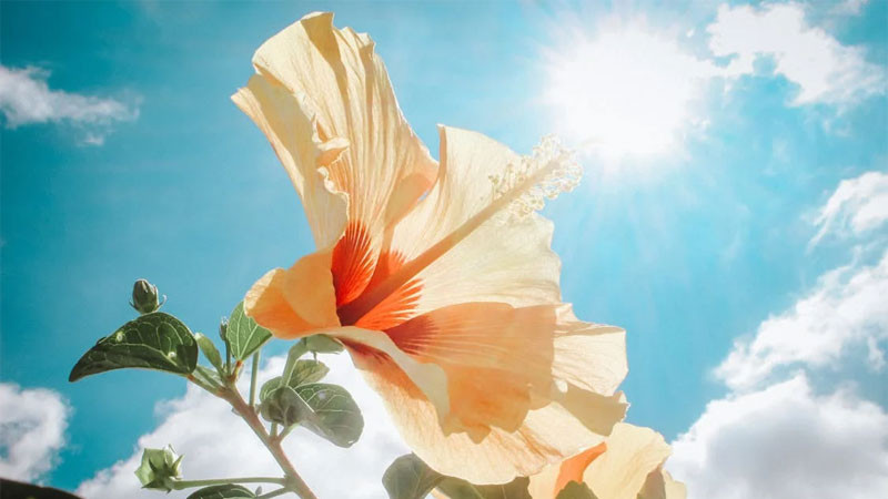 Hoa hướng dương rực rỡ hướng về phía ánh nắng mặt trời