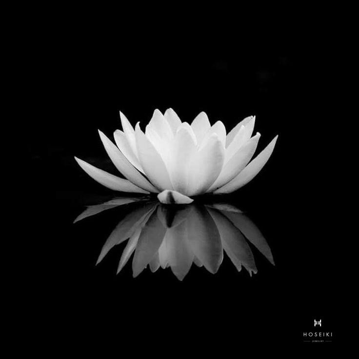 Hoa sen đen giản dị nhưng tỏa sáng trong bóng tối