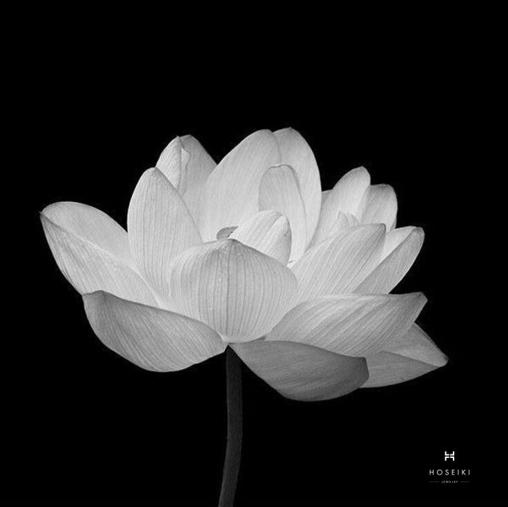 Hoa sen đen với thần thái uy nghiêm, bí ẩn