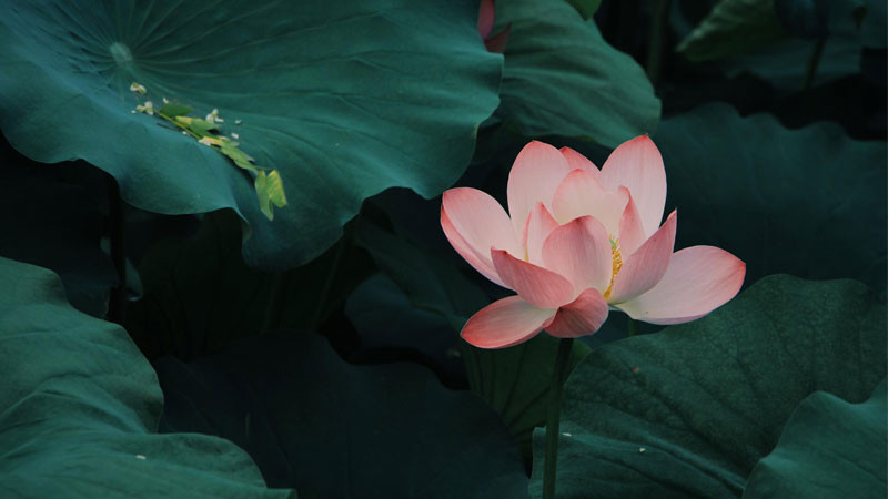 Hoa sen hồng chúm chím giữa những lá sen xanh non