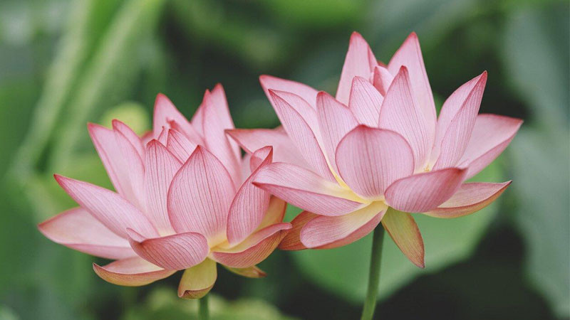 Hoa sen hồng chúm chím phủ đầy những hạt sương sớm