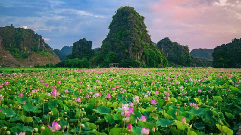 Hoa sen hồng và lá sen phủ đầy sương sớm lấp lánh