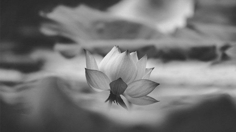 Hoa sen trắng đen vươn mình trên mặt nước tĩnh lặng