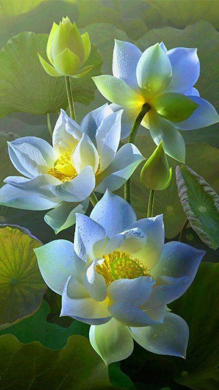 Hoa sen trắng nở bung với những cánh sen xếp lớp đẹp mắt