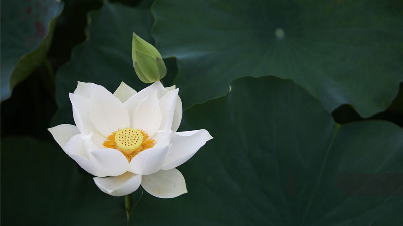 Hoa sen trắng trang trí trong không gian Phật giáo