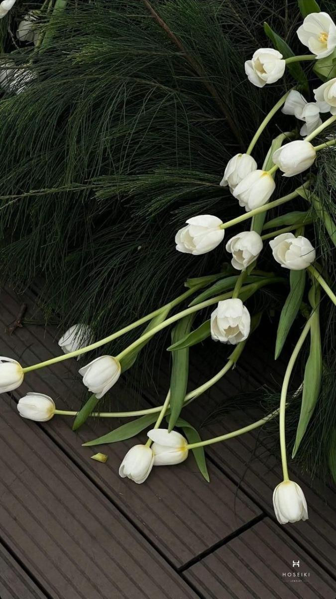 Hoa tulip biểu tượng của sự giàu có và thịnh vượng