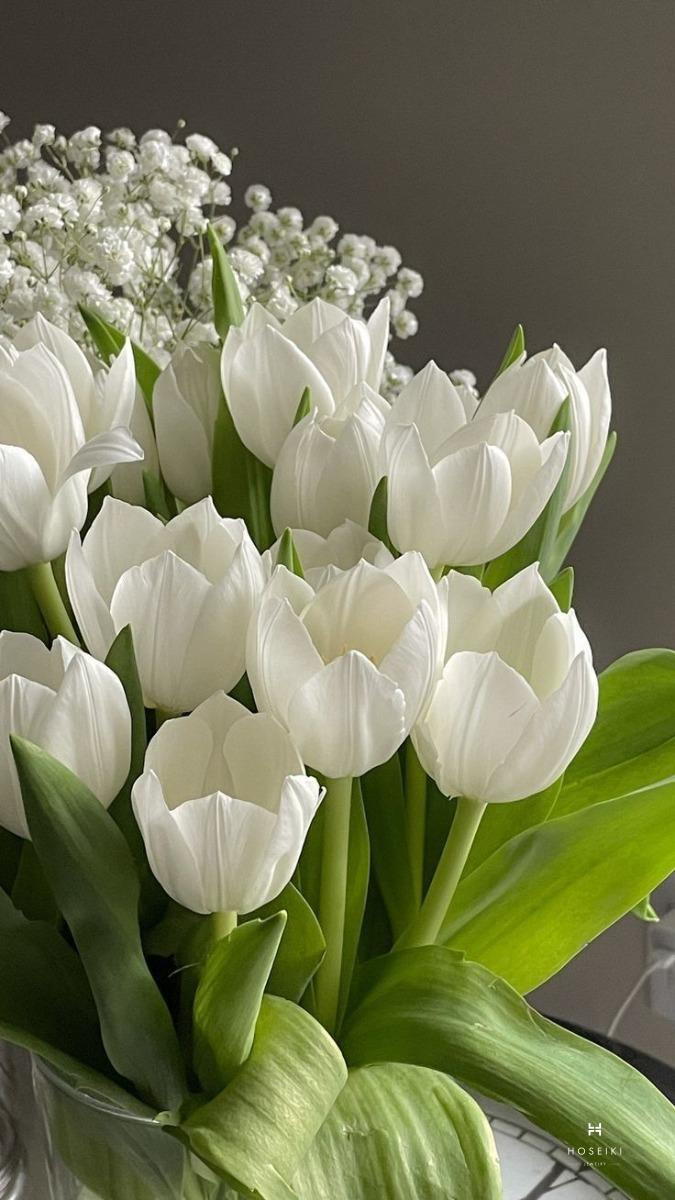 Hoa tulip loài hoa của sự bình yên và thư thái tâm hồn