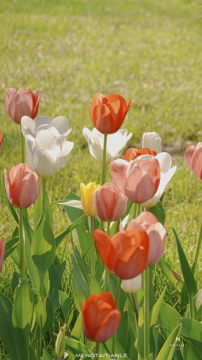 Hoa tulip loài hoa của sự chân thành và tình bạn bền chặt