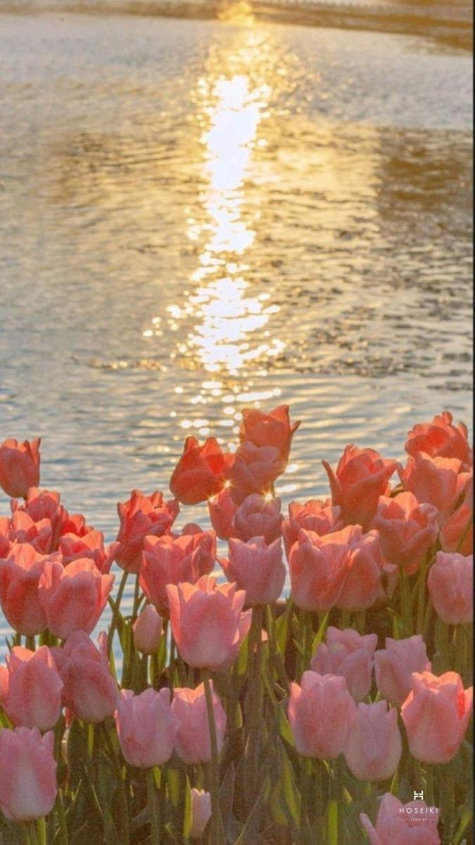 Hoa tulip loài hoa của sự hy vọng và niềm tin