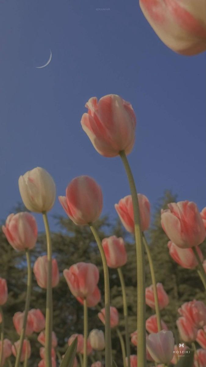 Hoa tulip loài hoa của sự lãng mạn và ngọt ngào