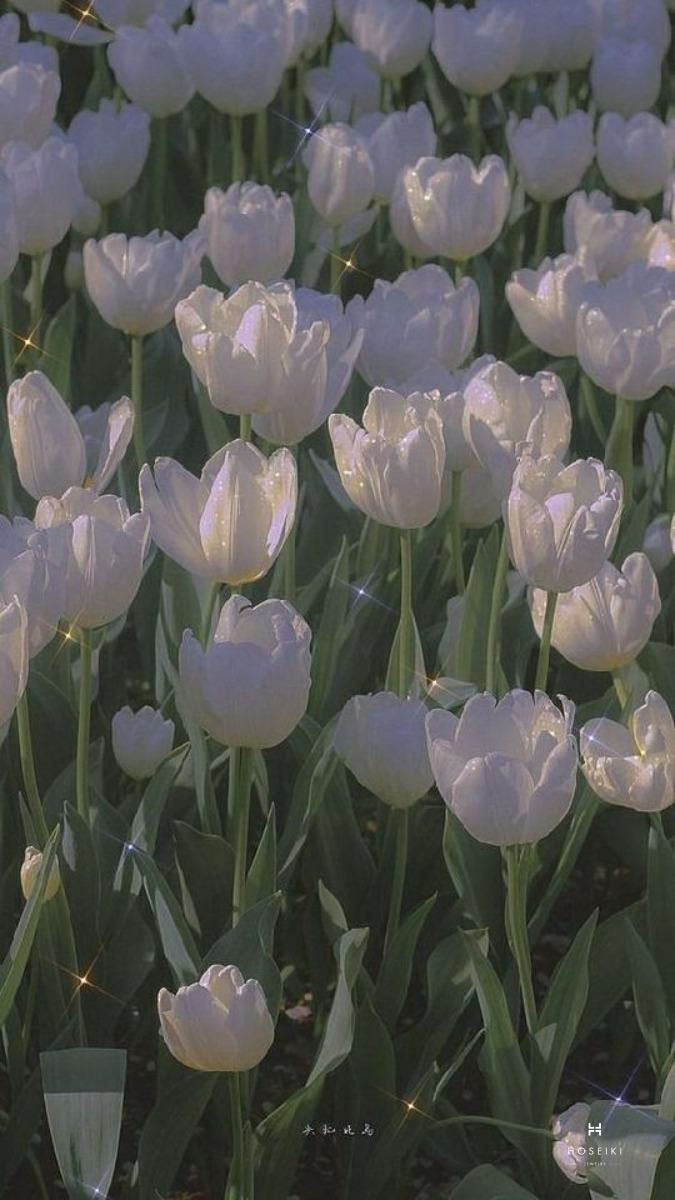 Hoa tulip loài hoa của sự thanh lịch và trang nhã