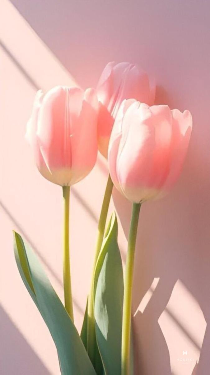 Hoa tulip loài hoa của sự thuần khiết và trong sáng