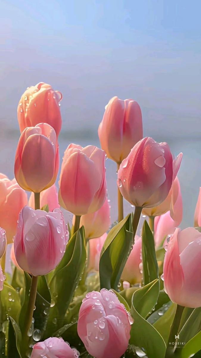 Hoa tulip loài hoa của sự tinh tế và duyên dáng