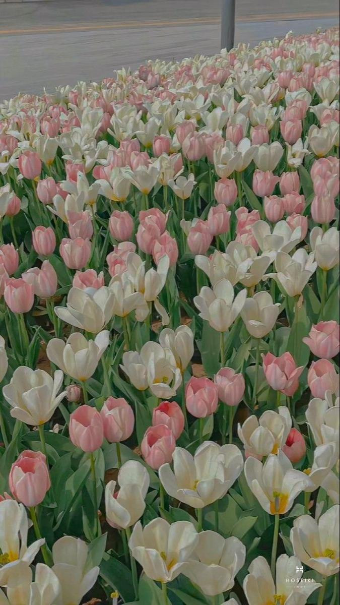 Hoa tulip loài hoa của sự tươi mới và sức sống tràn đầy