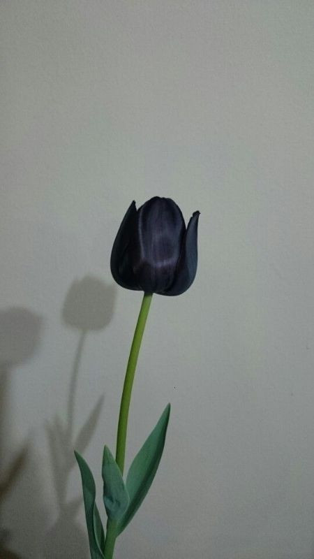 Hoa tulip màu đen 1 bông đơn giản nhưng ấn tượng