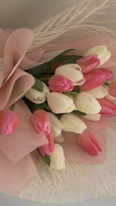 Hoa Tulip màu hồng cùng trắng, bó hoa dành tặng cho người mình thương