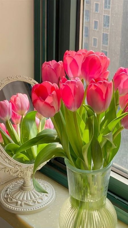 Hoa tulip màu hồng ngọt ngào, quyến rũ soi mình trong gương