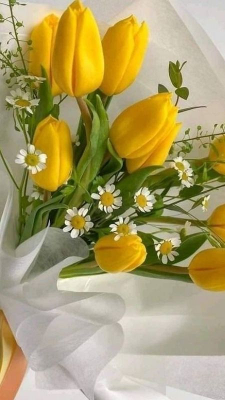 Hoa Tulip màu vàng ngọt ngào, dịu dàng và nữ tính